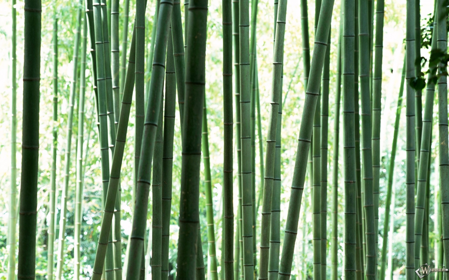 Стебли бамбука 1440x900