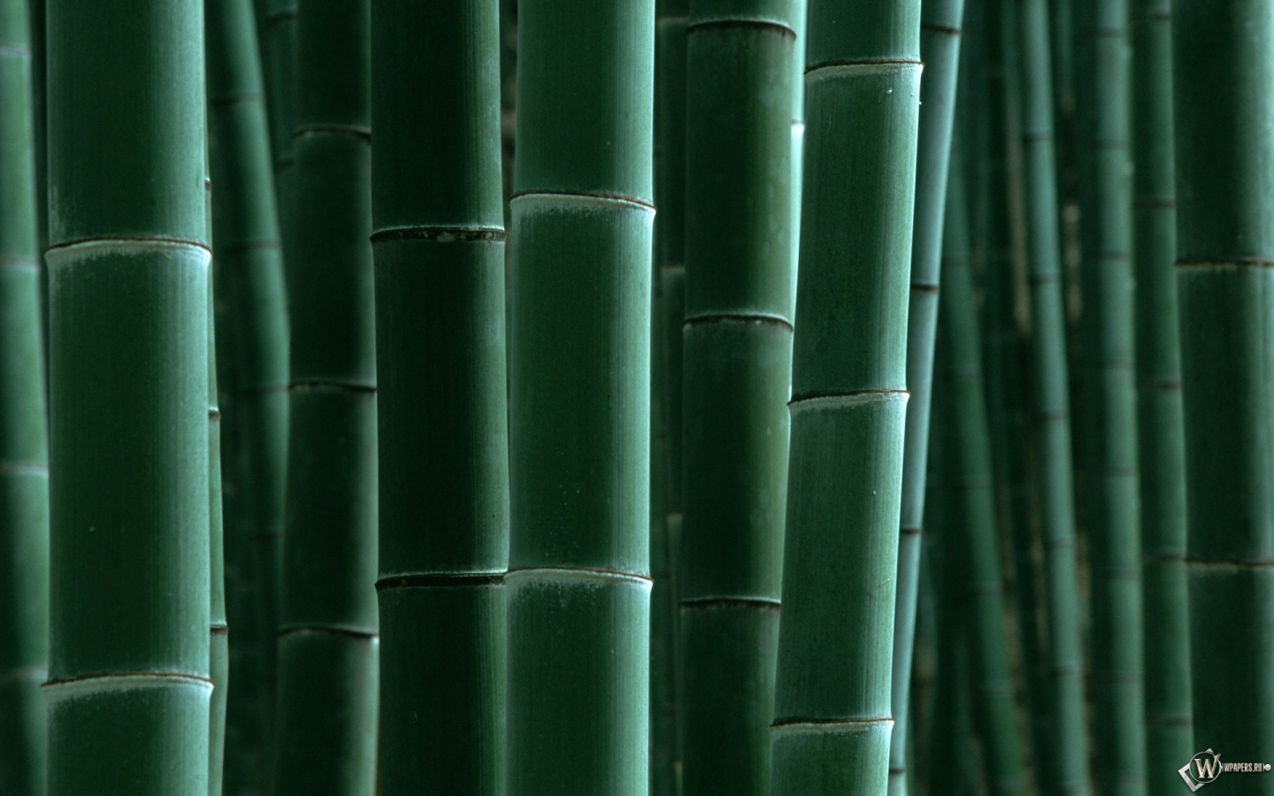 Бамбук 1440x900