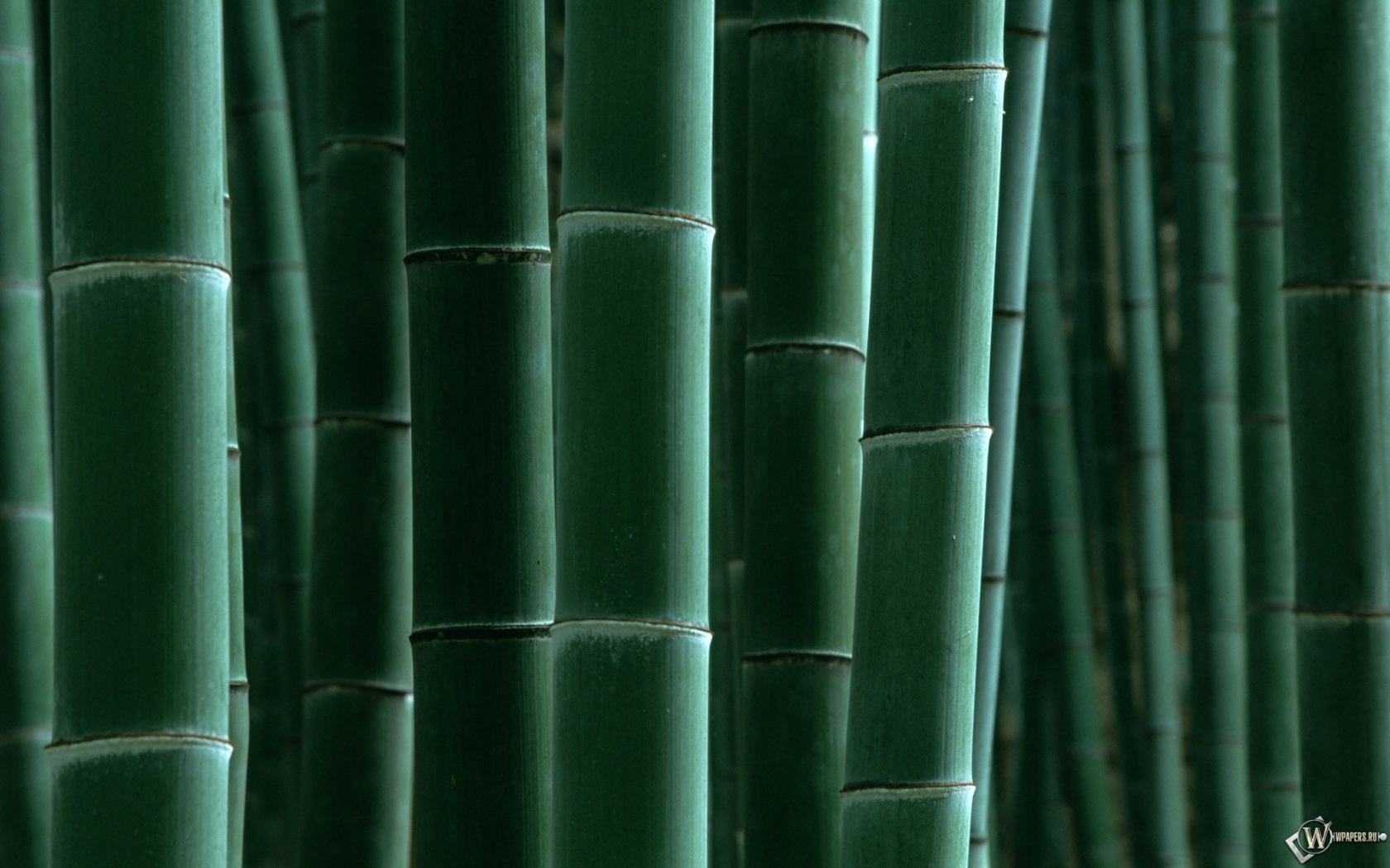 Бамбук 1680x1050