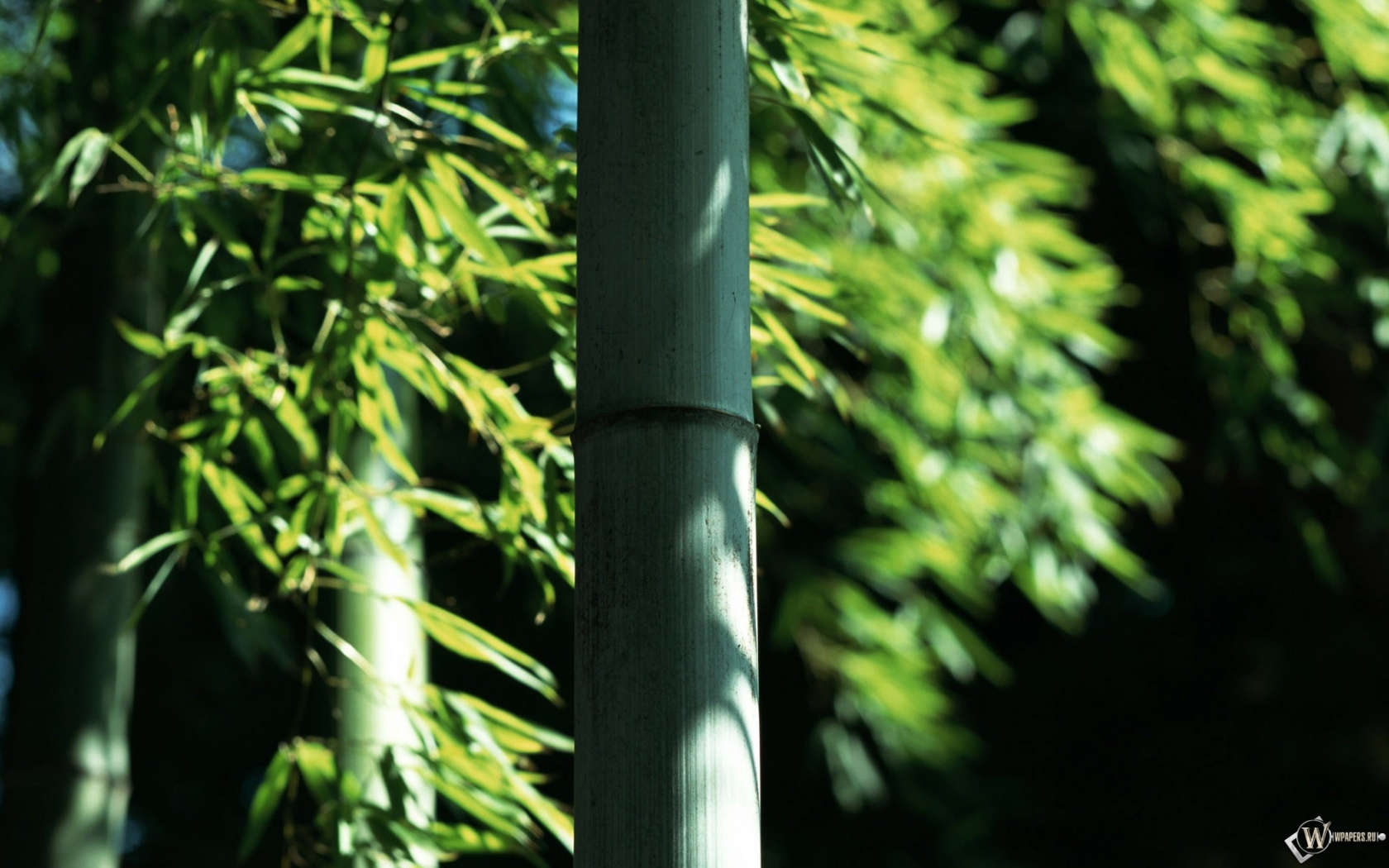 Бамбук 1680x1050