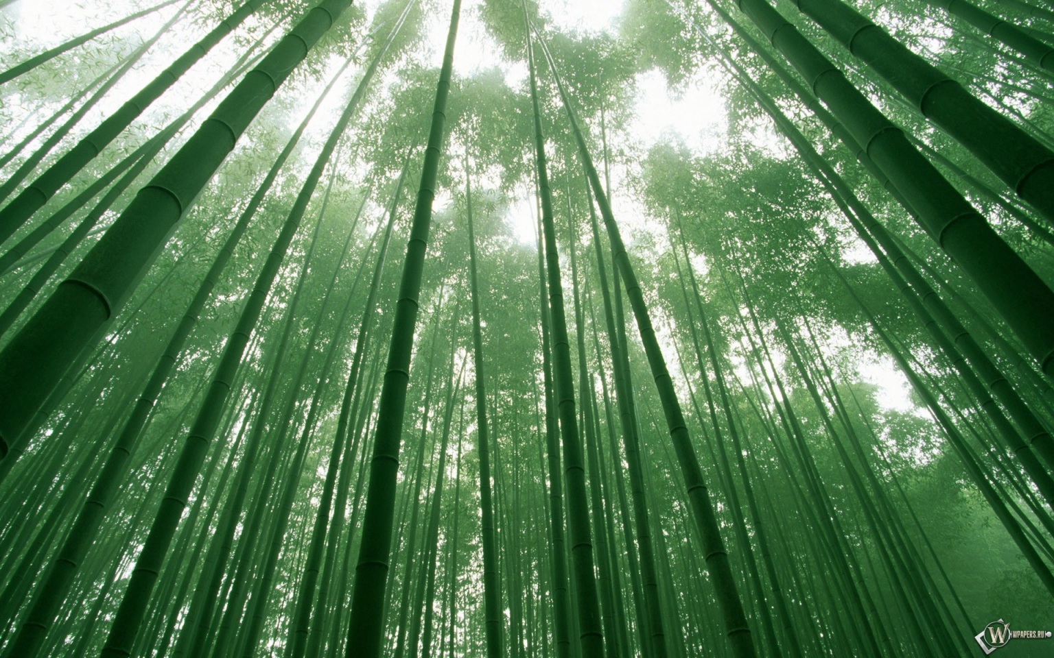 Бамбуковый лес 1536x960