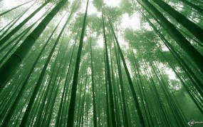 Обои Бамбуковый лес: , Бамбук