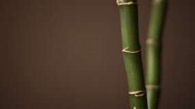 Обои Мини Бамбук: Растение, Макро, Бамбук, Бамбук