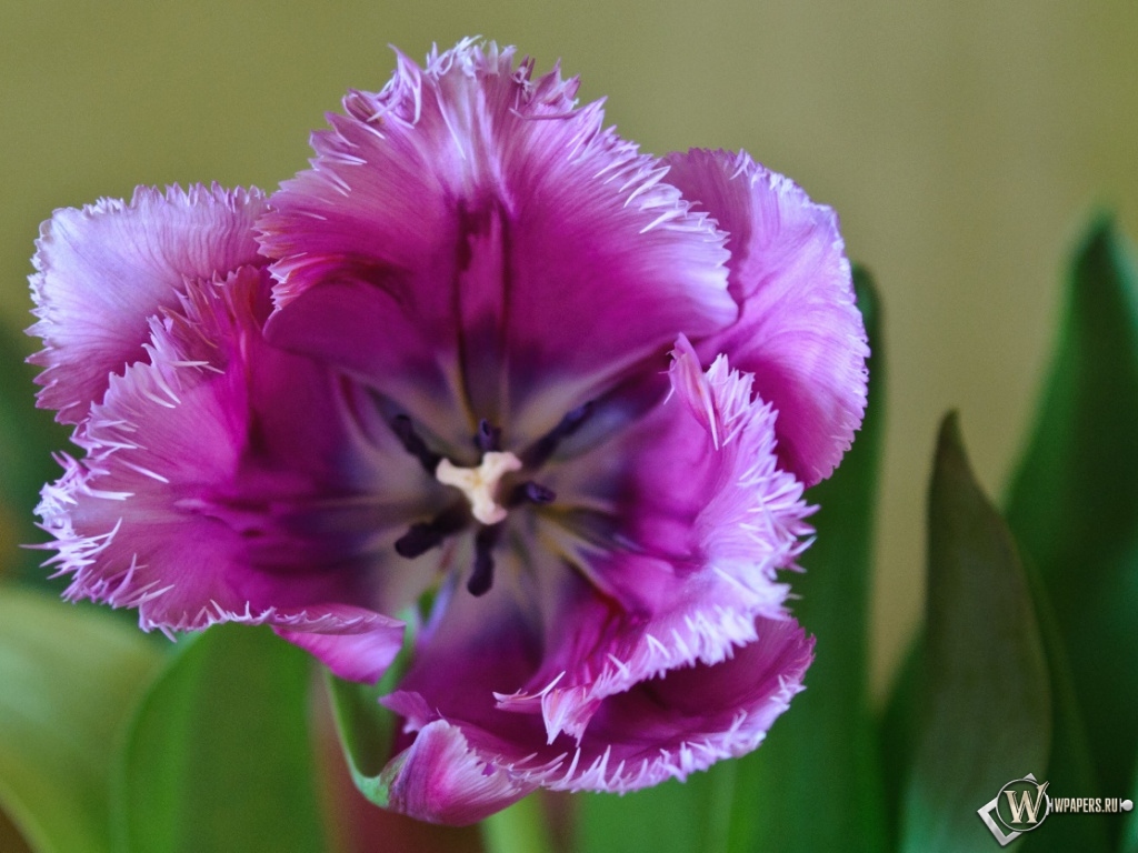 Фиолетовый тюльпан 1024x768