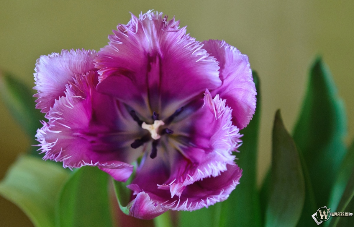 Фиолетовый тюльпан 1200x768