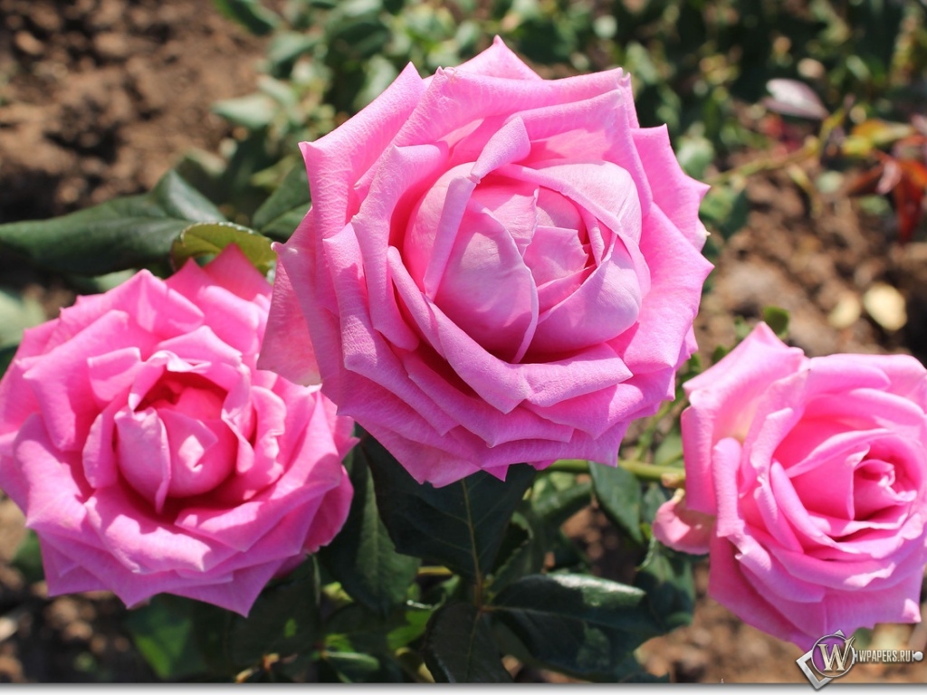 Розовые Розы 1024x768