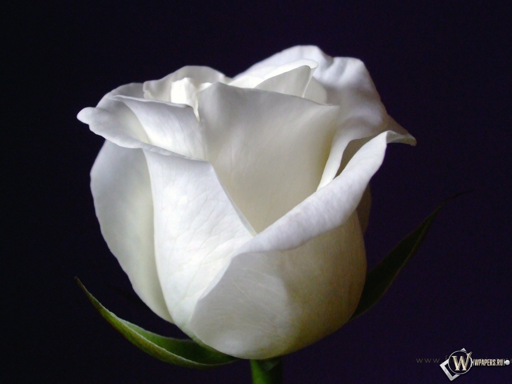 White Rose 1024x768