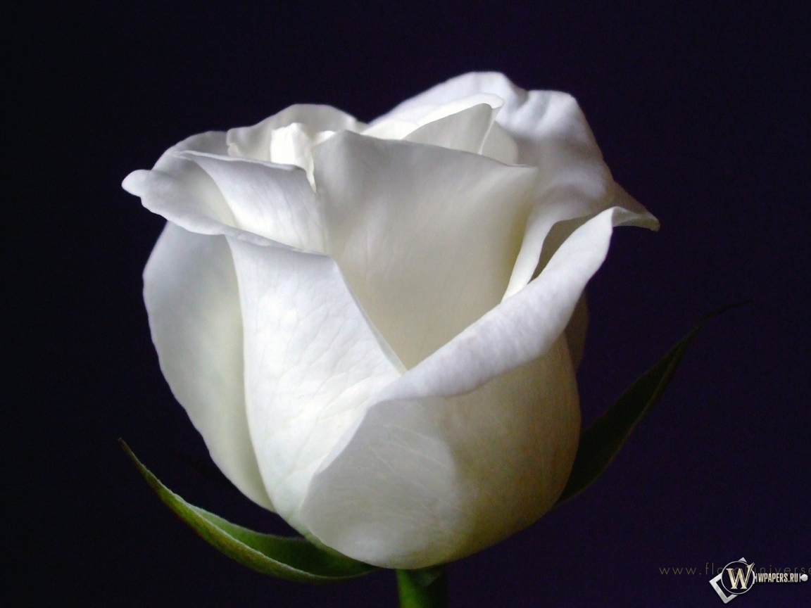 White Rose 1152x864