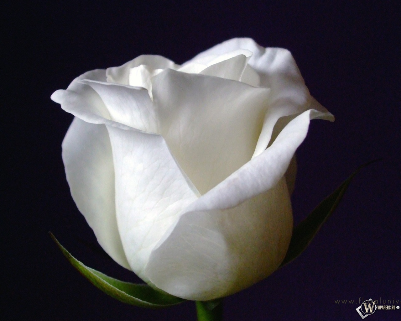 White Rose 1280x1024