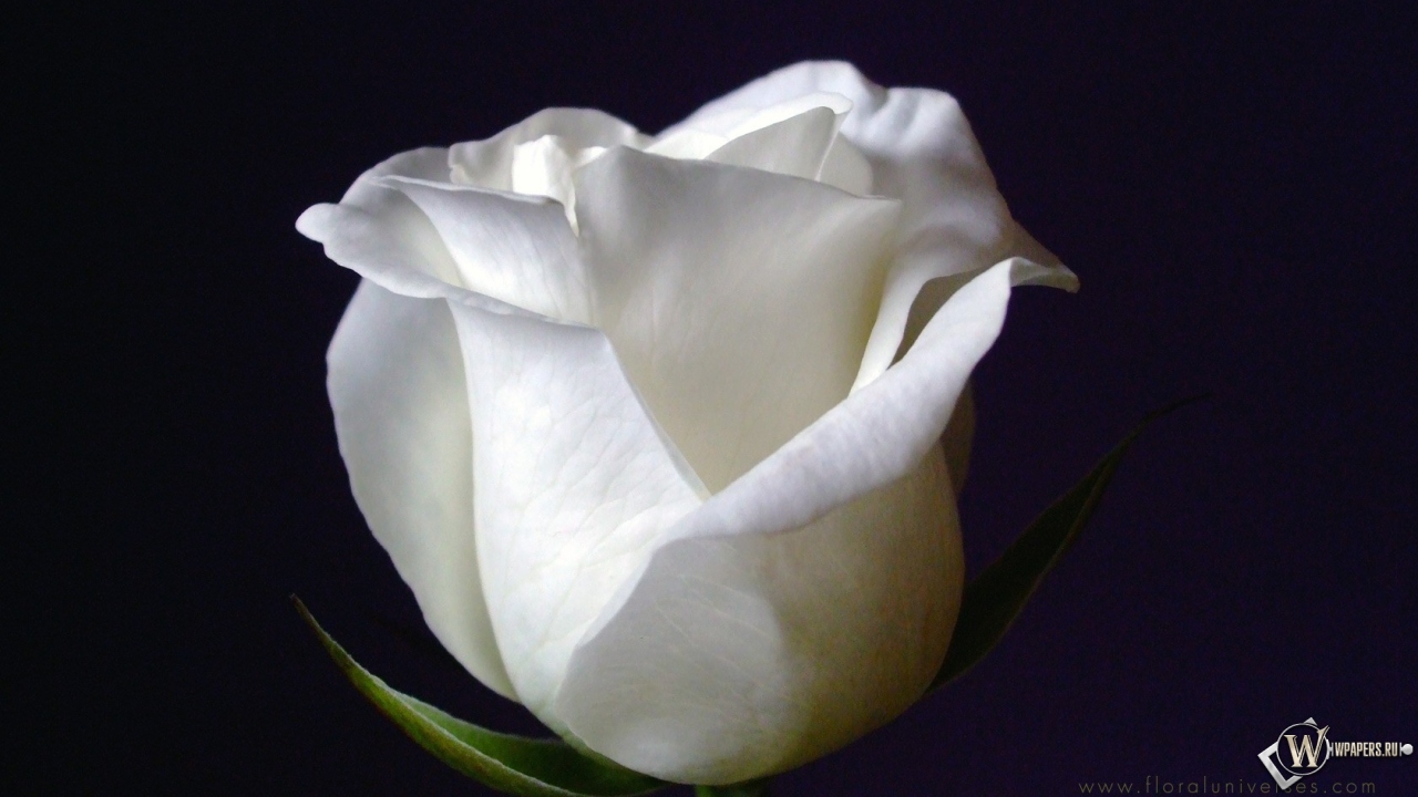 White Rose 1280x720