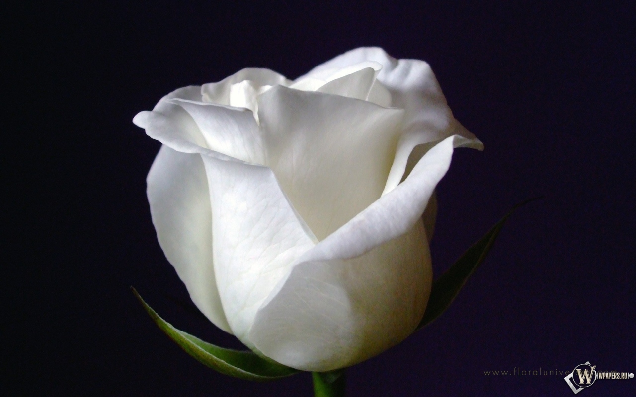 White Rose 1280x800