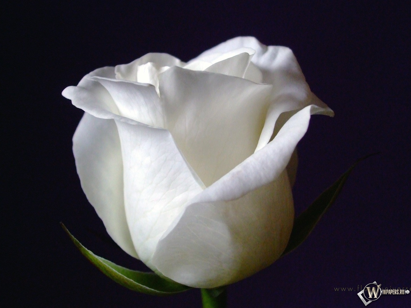 White Rose 1400x1050