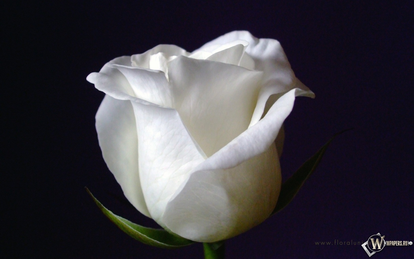 White Rose 1440x900