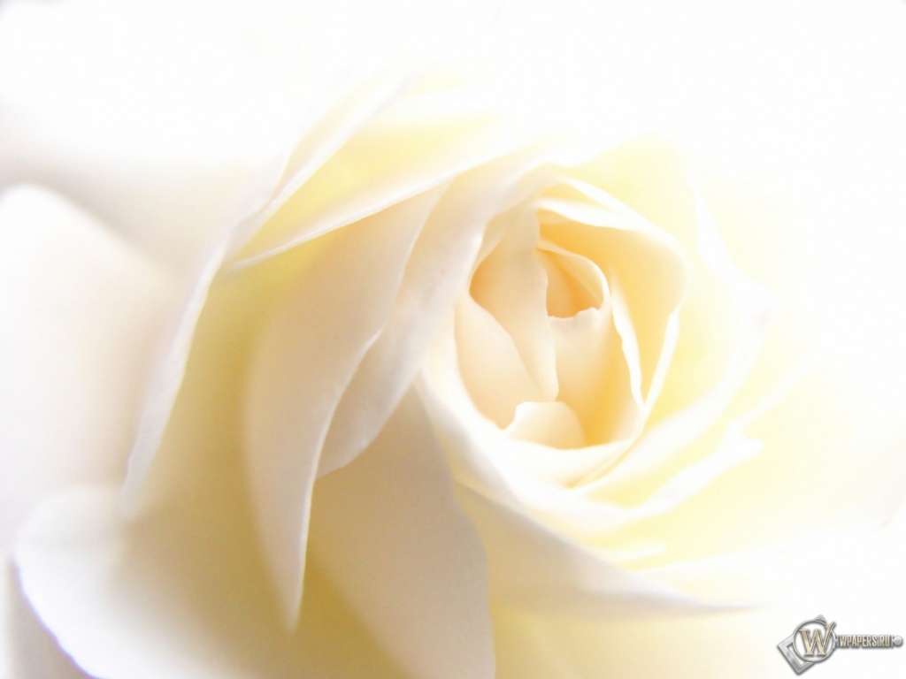 White Rose 1024x768