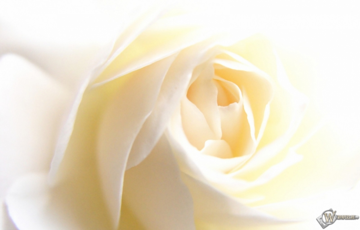 White Rose 1200x768
