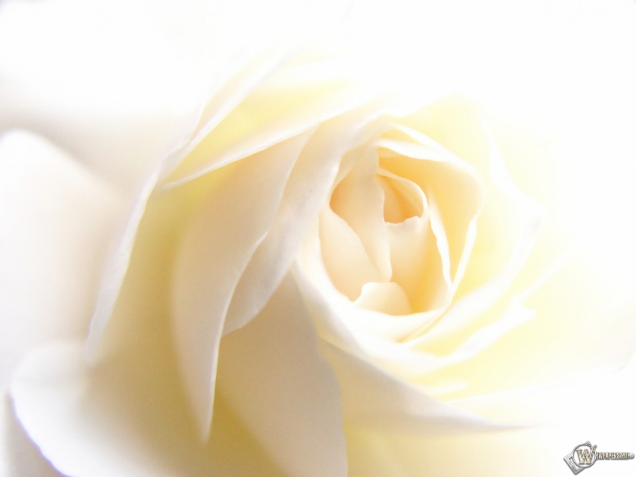 White Rose 1280x960