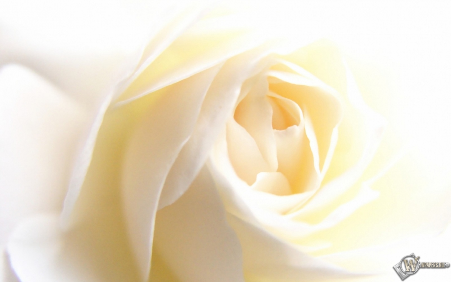 White Rose 1440x900