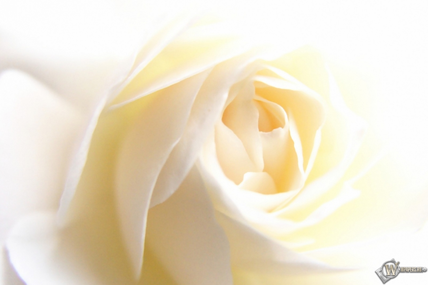 White Rose 1500x1000