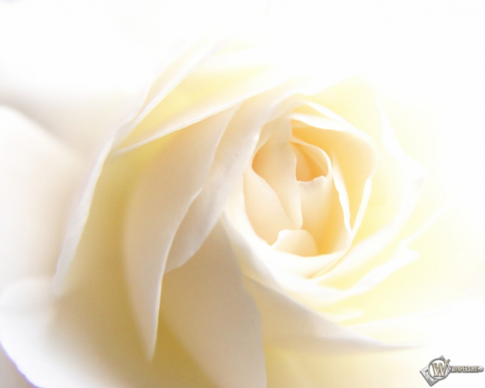 White Rose 1600x1280