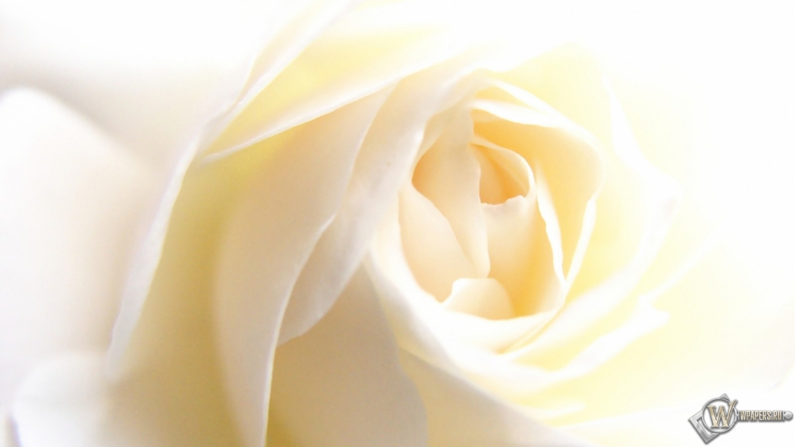 White Rose 1600x900