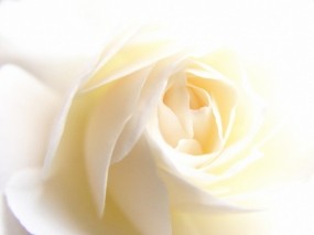 Обои White Rose: Белый, Белая роза, Цветы