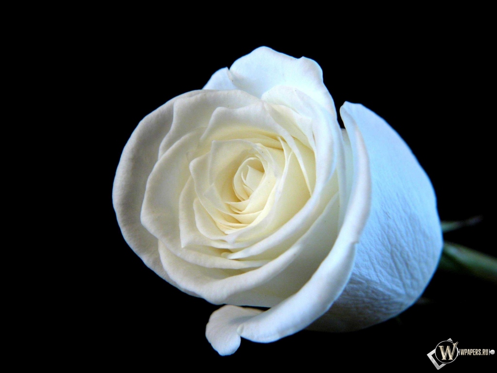 Белая роза 1024x768
