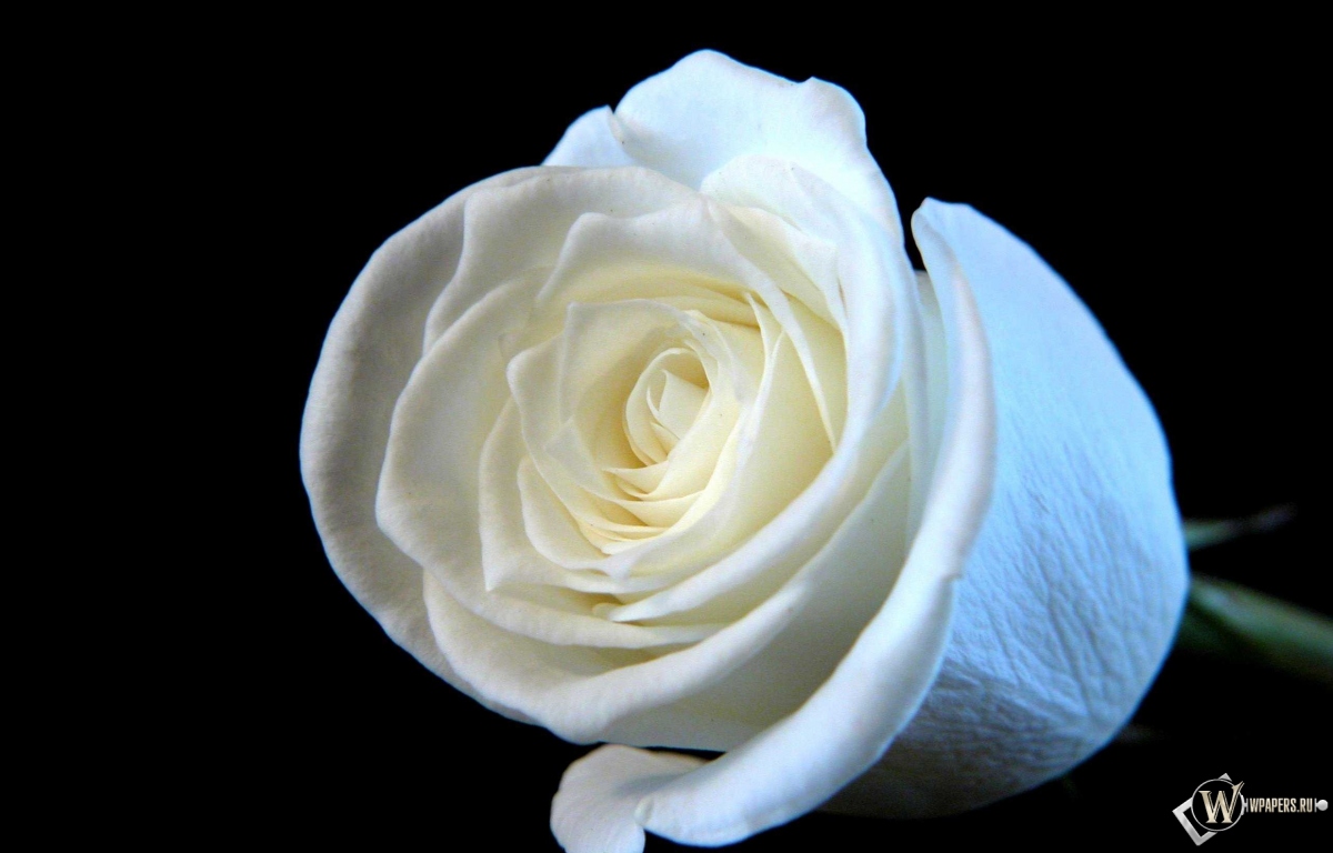 Белая роза 1200x768