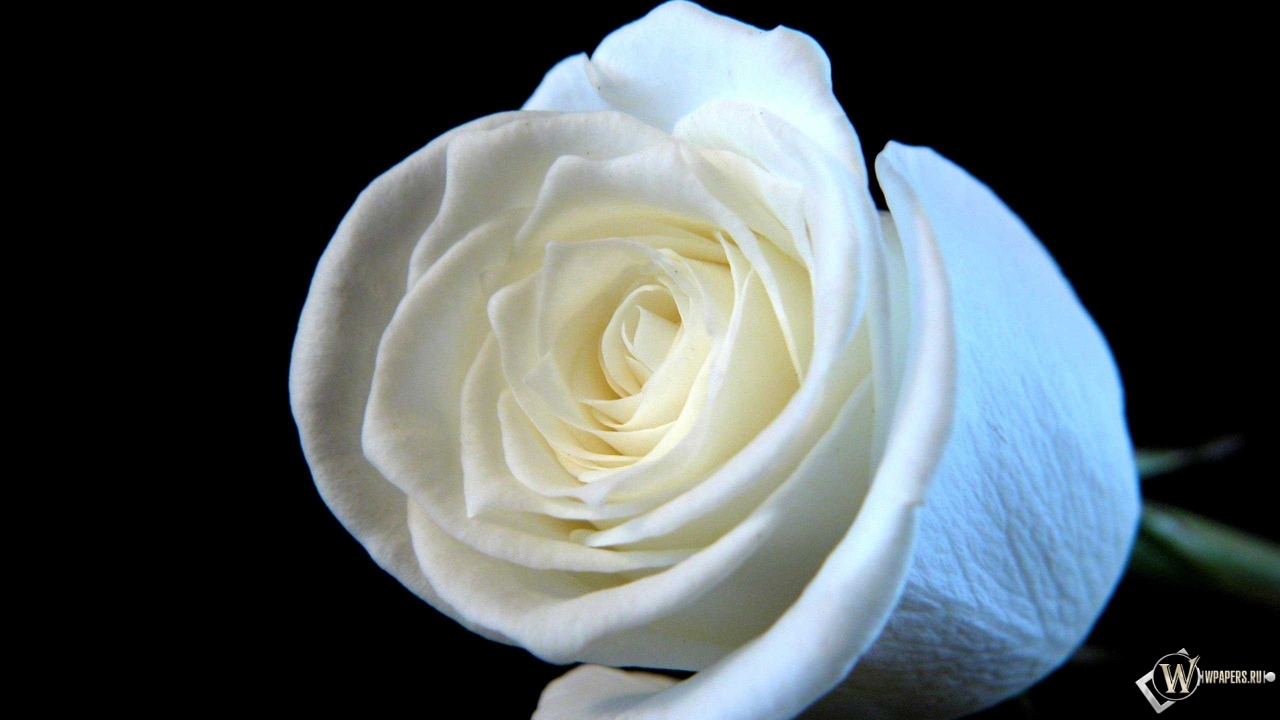 Белая роза 1280x720
