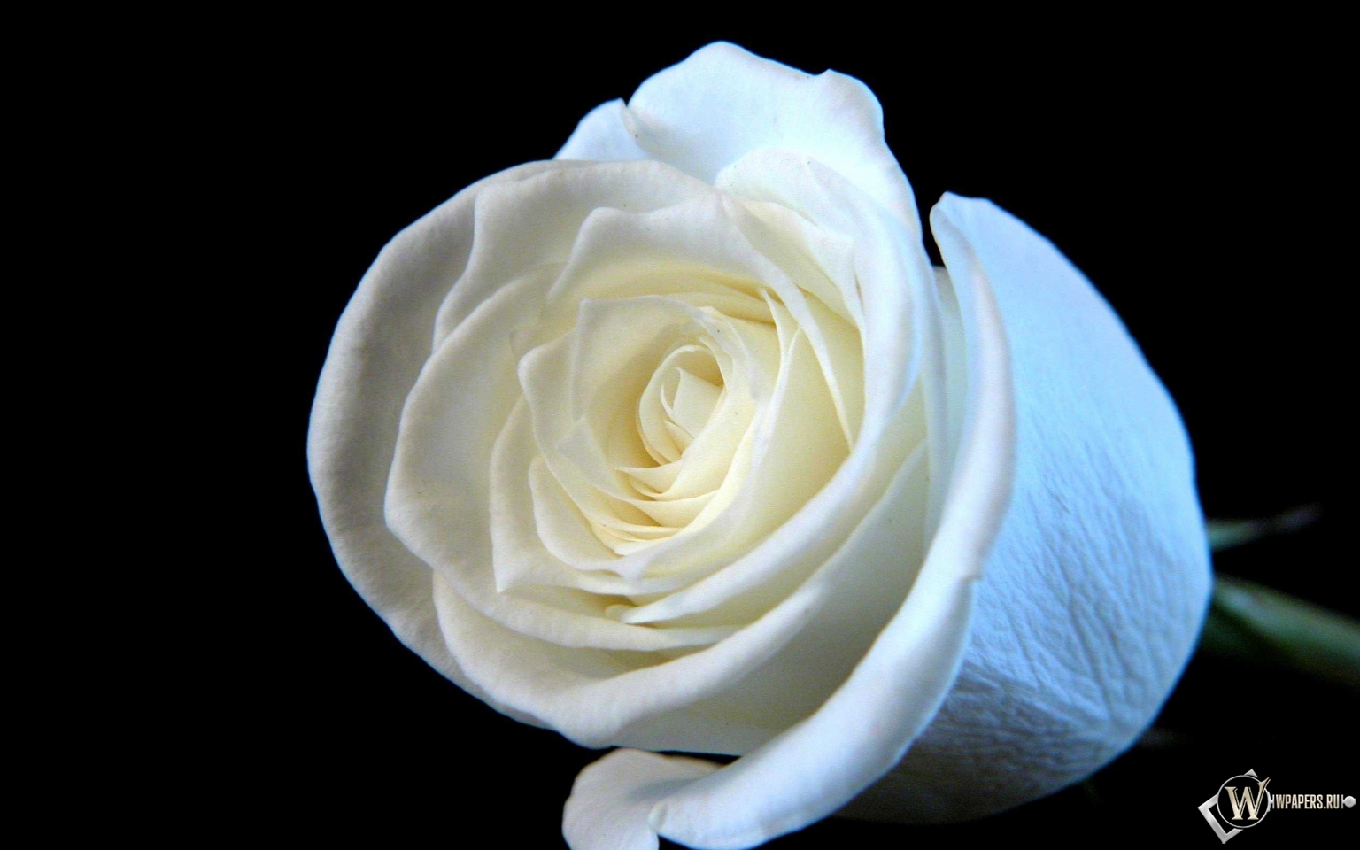 Белая роза 1536x960