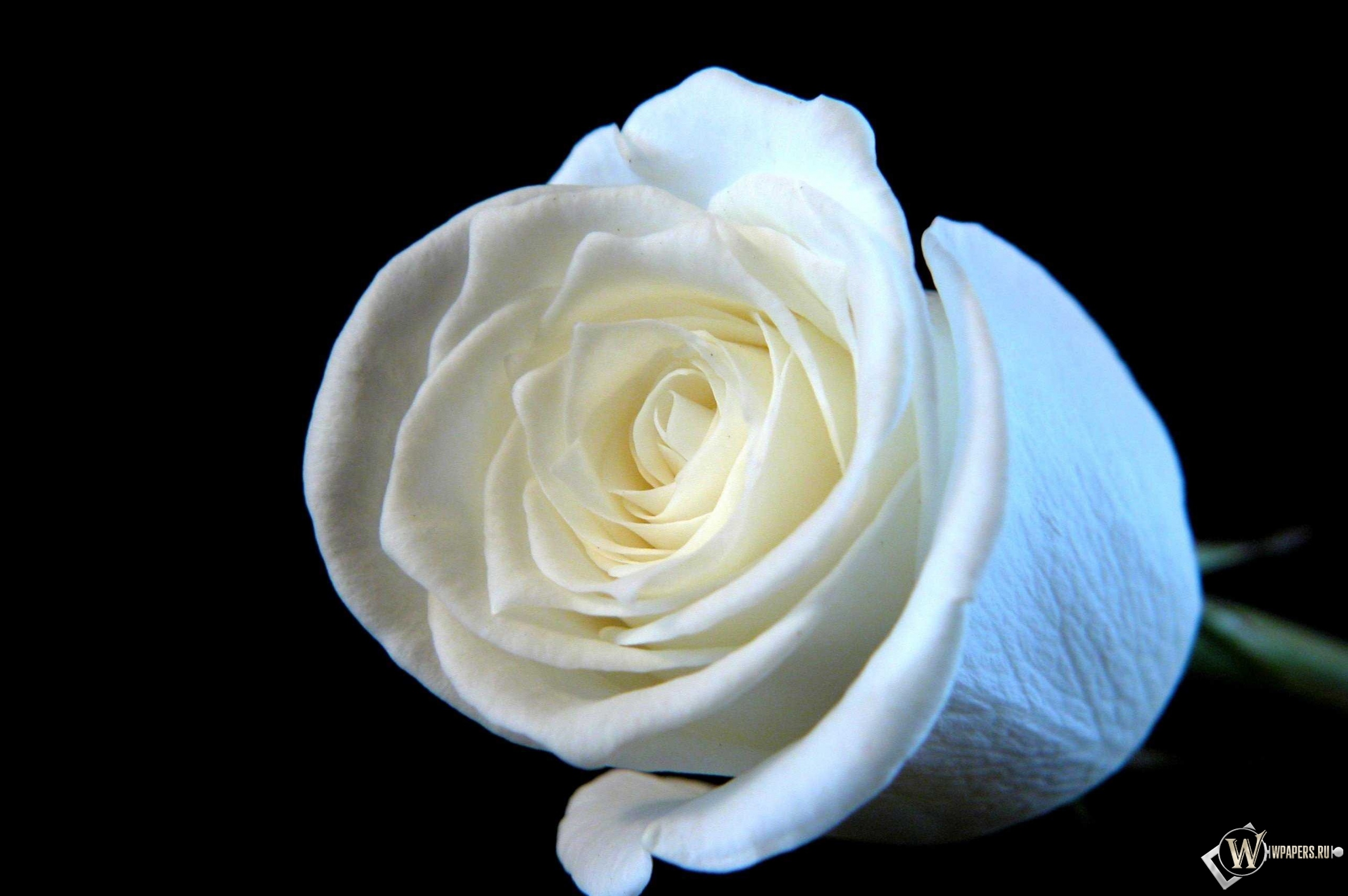 Белая роза 2300x1530