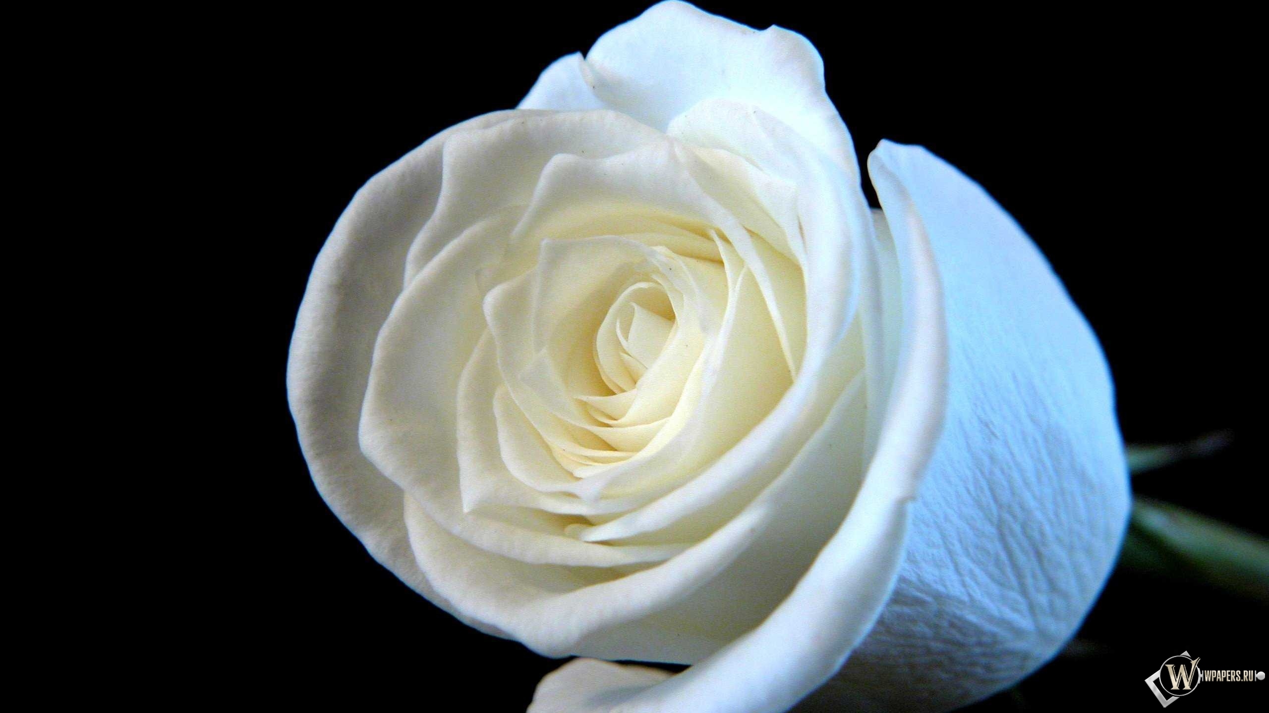 Белая роза 2560x1440