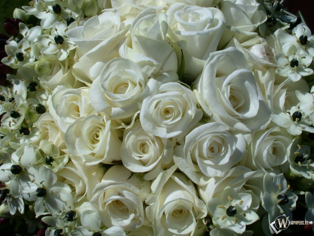 White Roses 1024x768