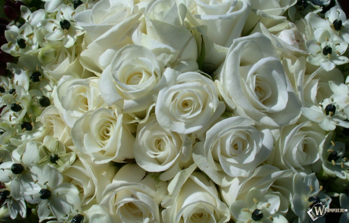White Roses 1200x768