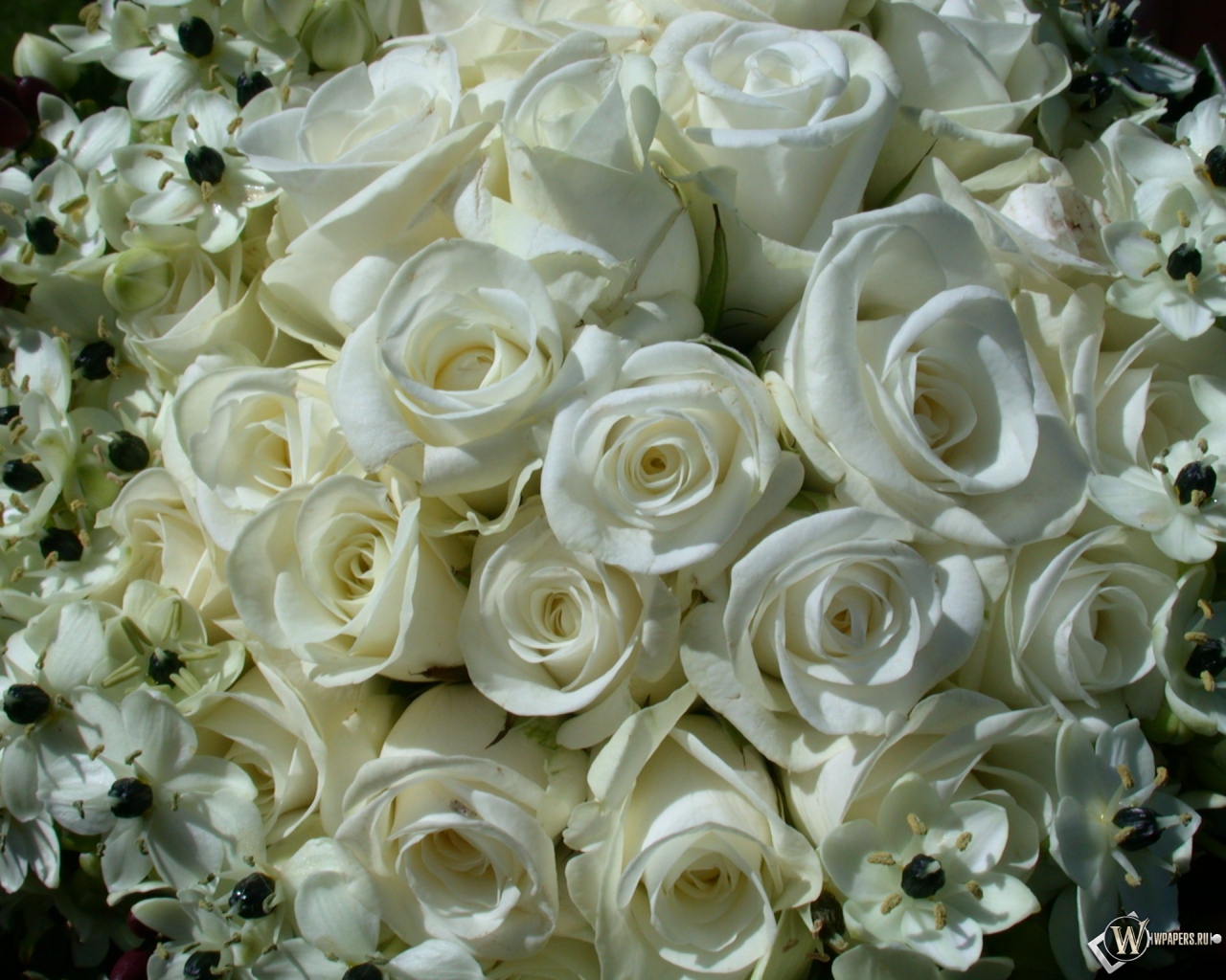 White Roses 1280x1024