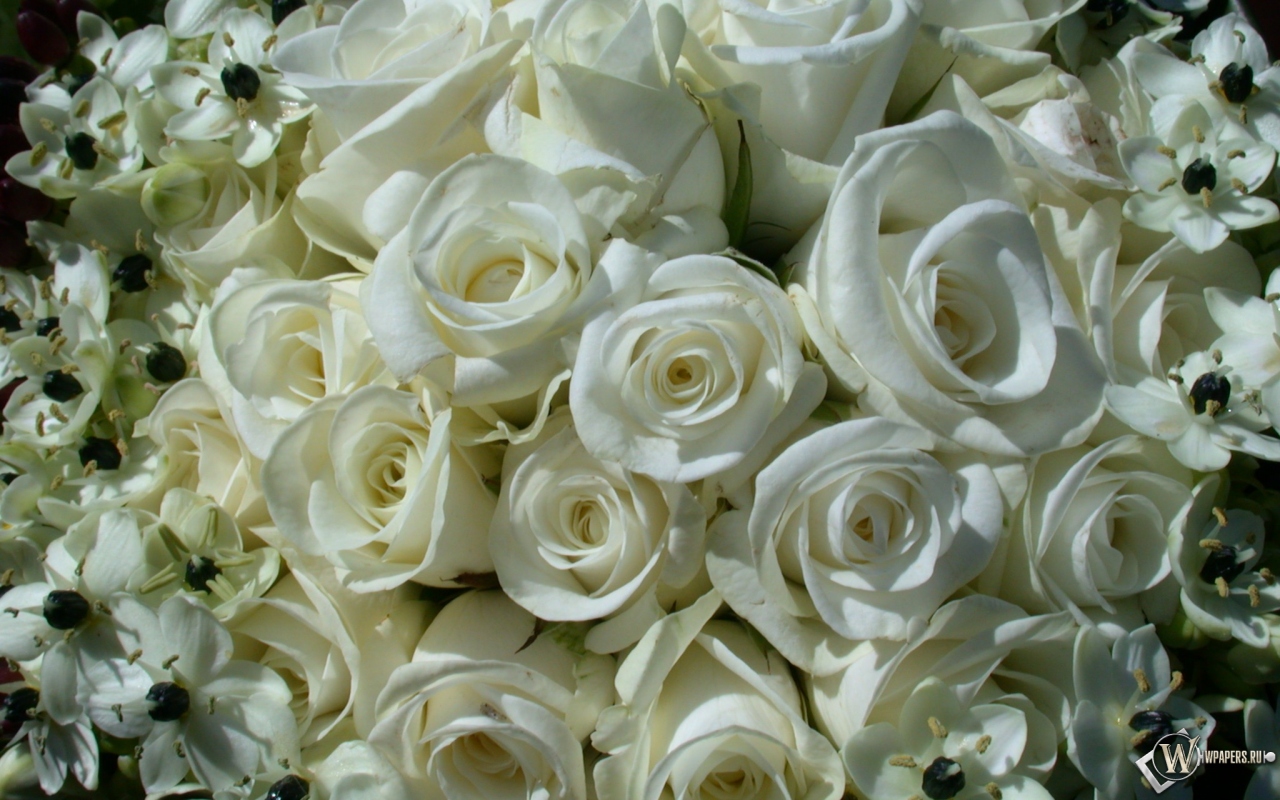 White Roses 1280x800