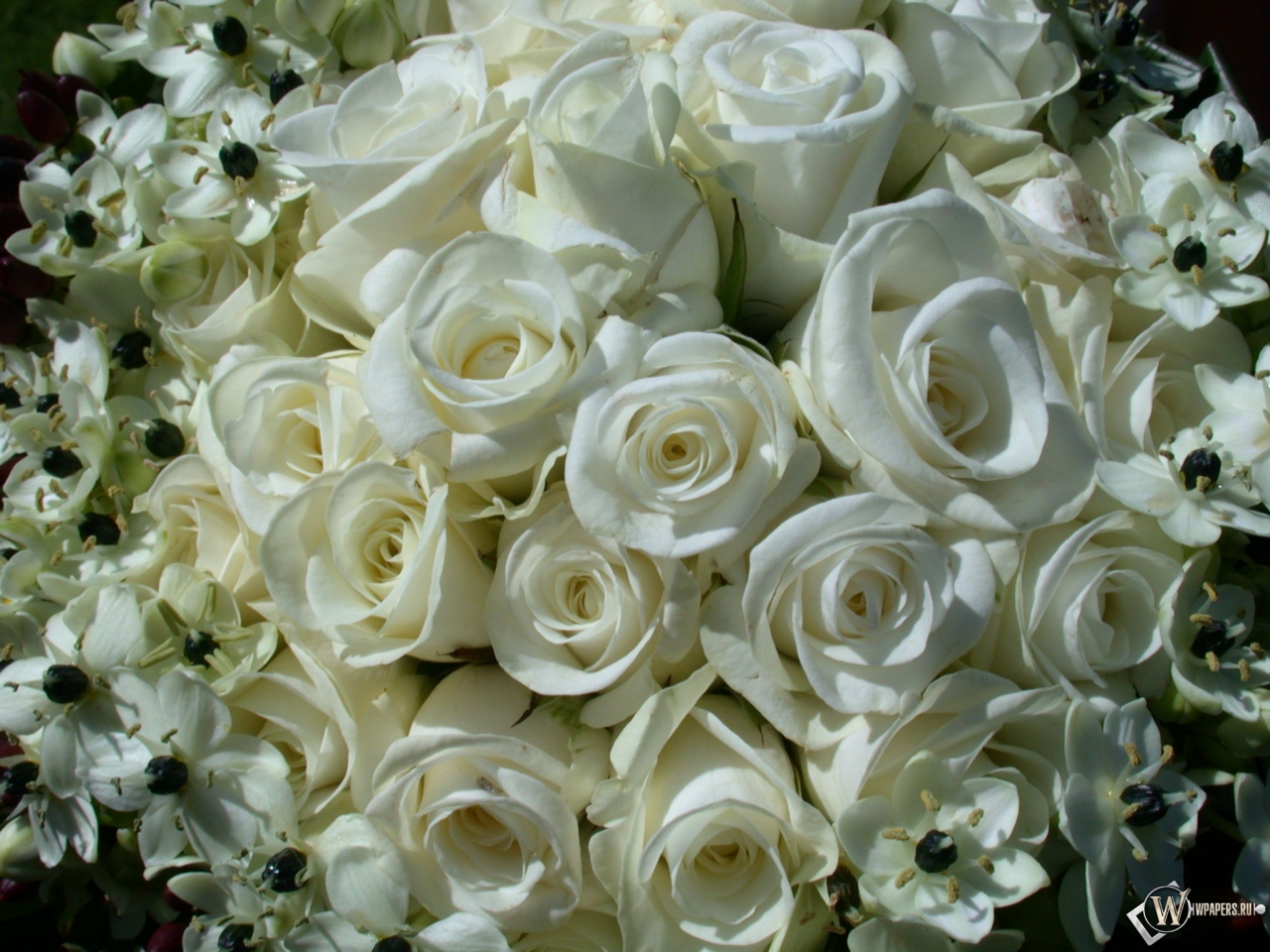 White Roses 1280x960