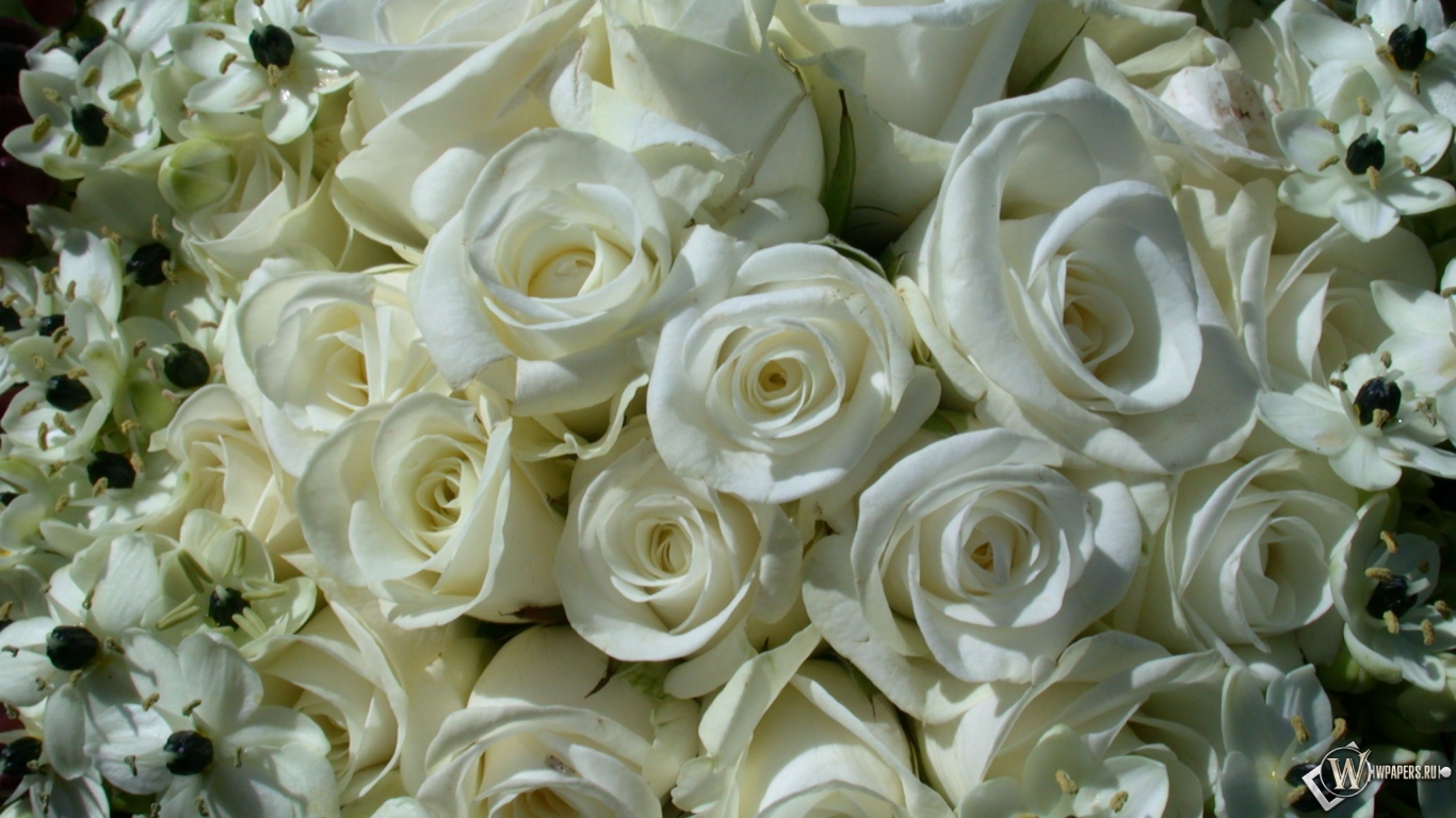 White Roses 1366x768