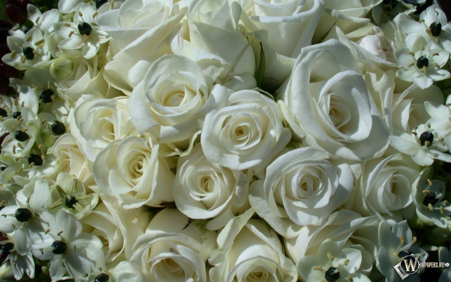 White Roses 1440x900