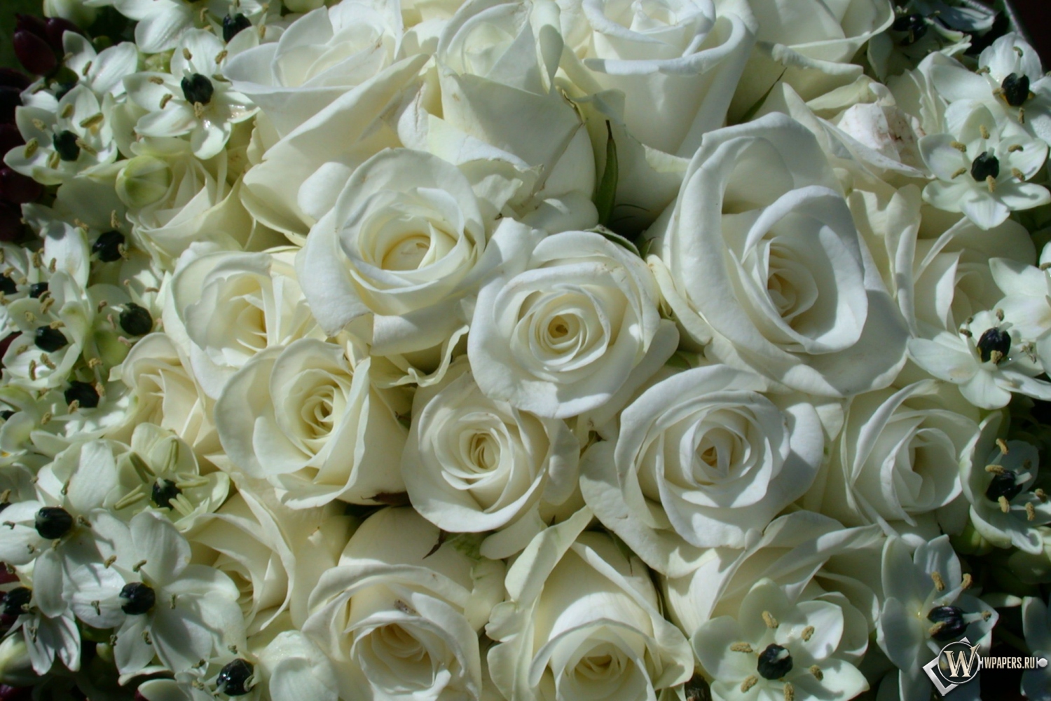 White Roses 1500x1000