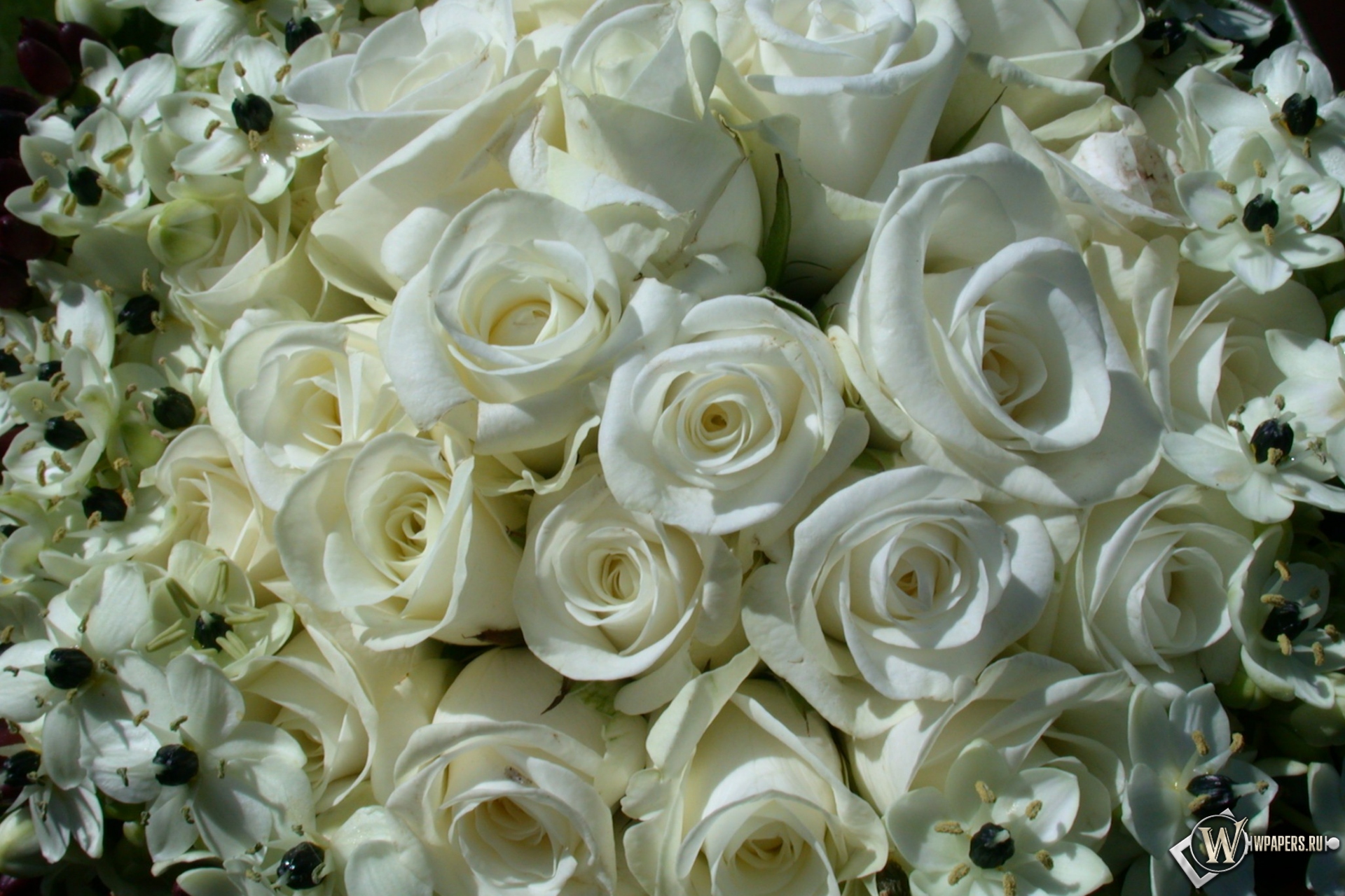 White Roses 1920x1280