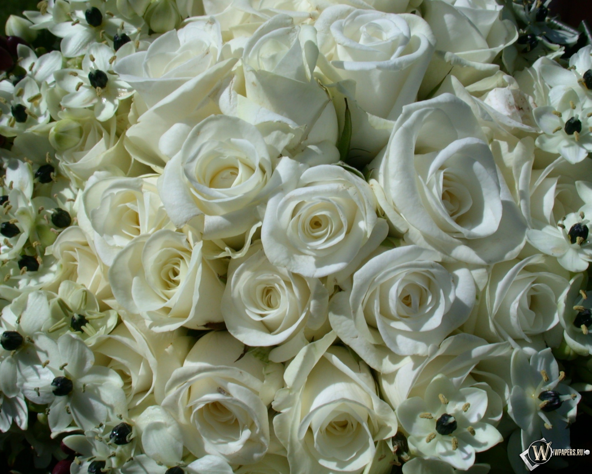 White Roses 2048x1638
