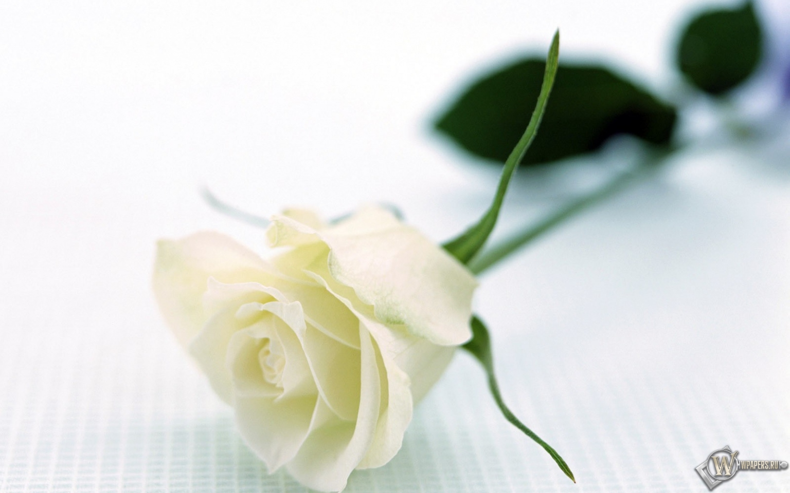 Белая роза 1536x960
