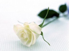 Обои Белая роза: Белая роза, Цветы