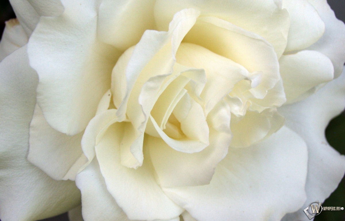 White Rose 1200x768