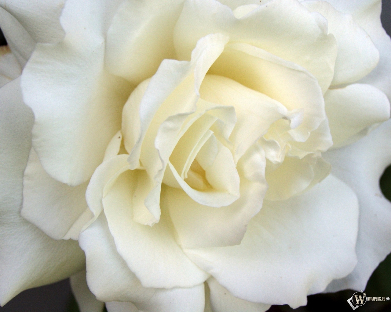 White Rose 1280x1024