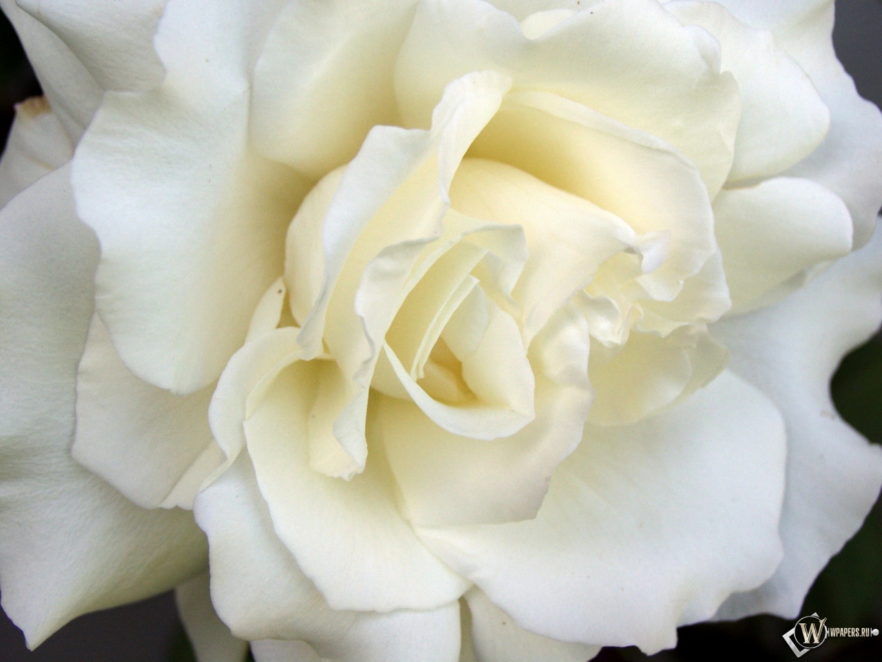 White Rose 1280x960