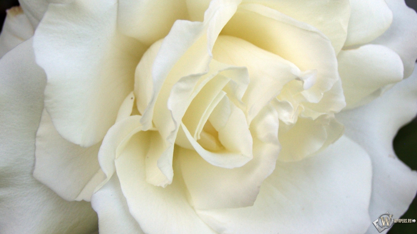 White Rose 1366x768