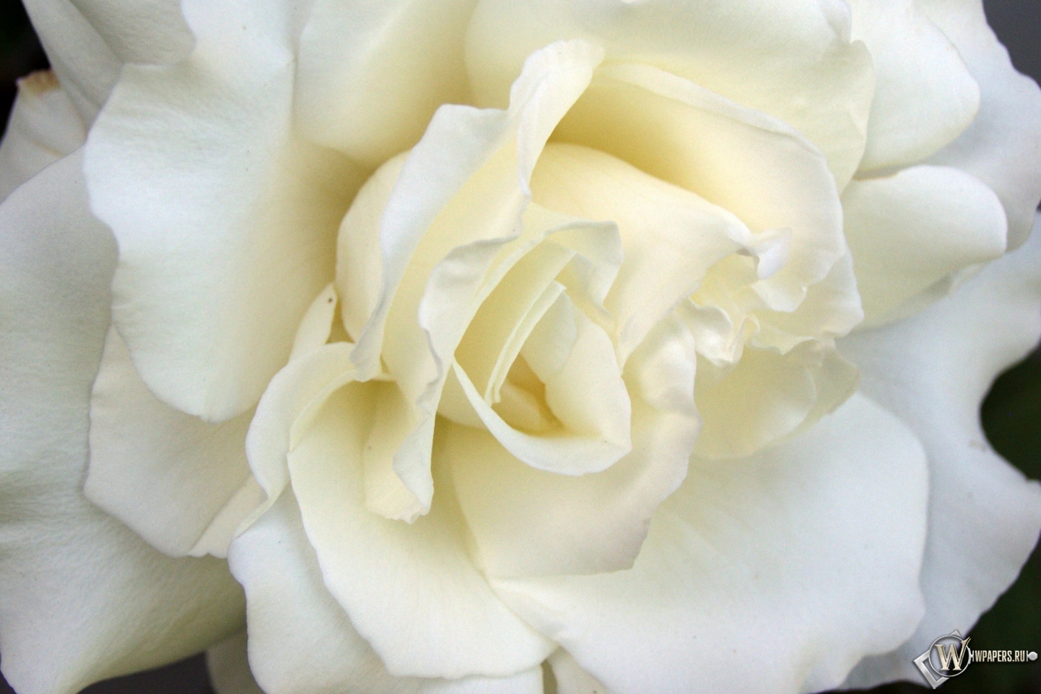White Rose 1500x1000