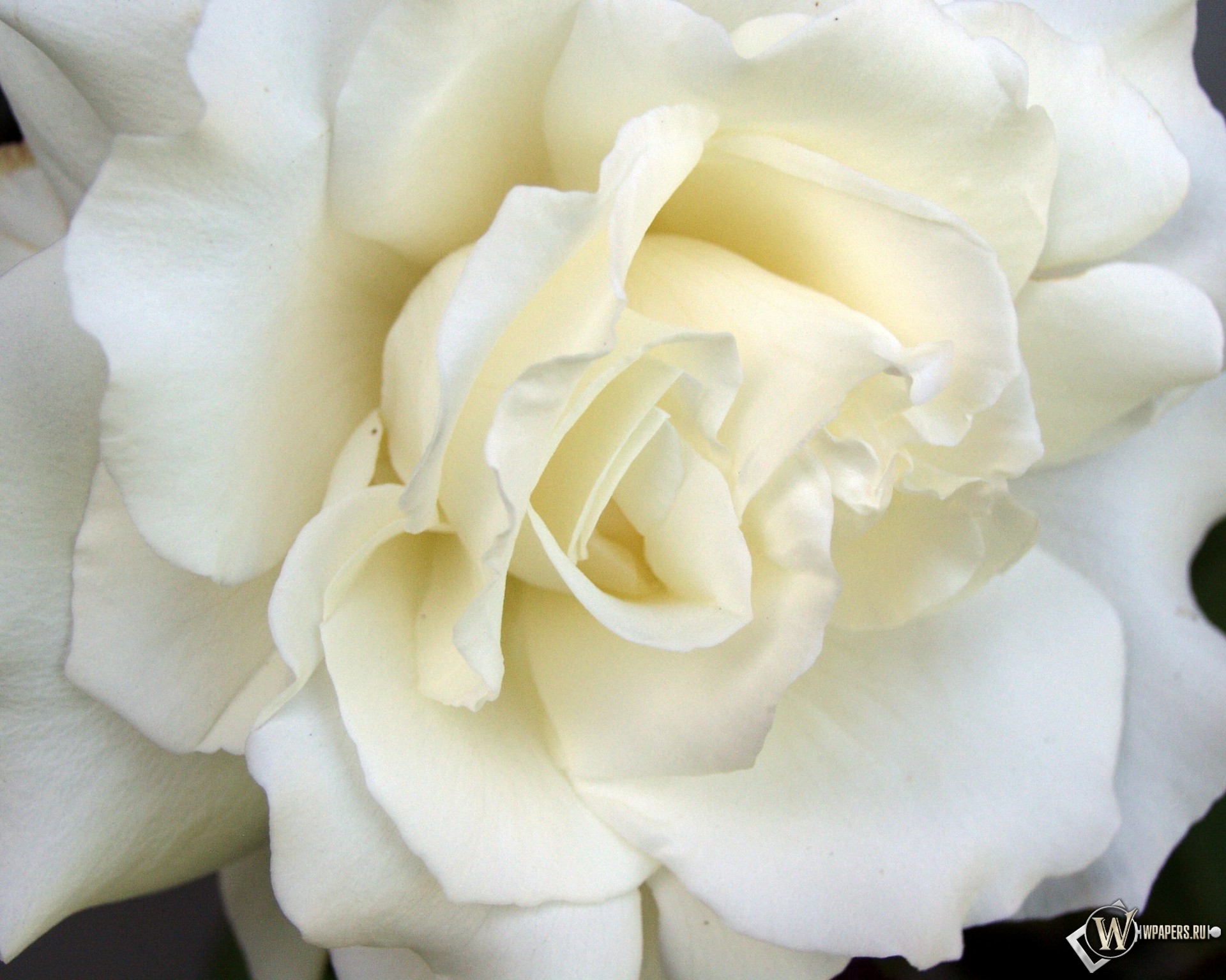 White Rose 1920x1536