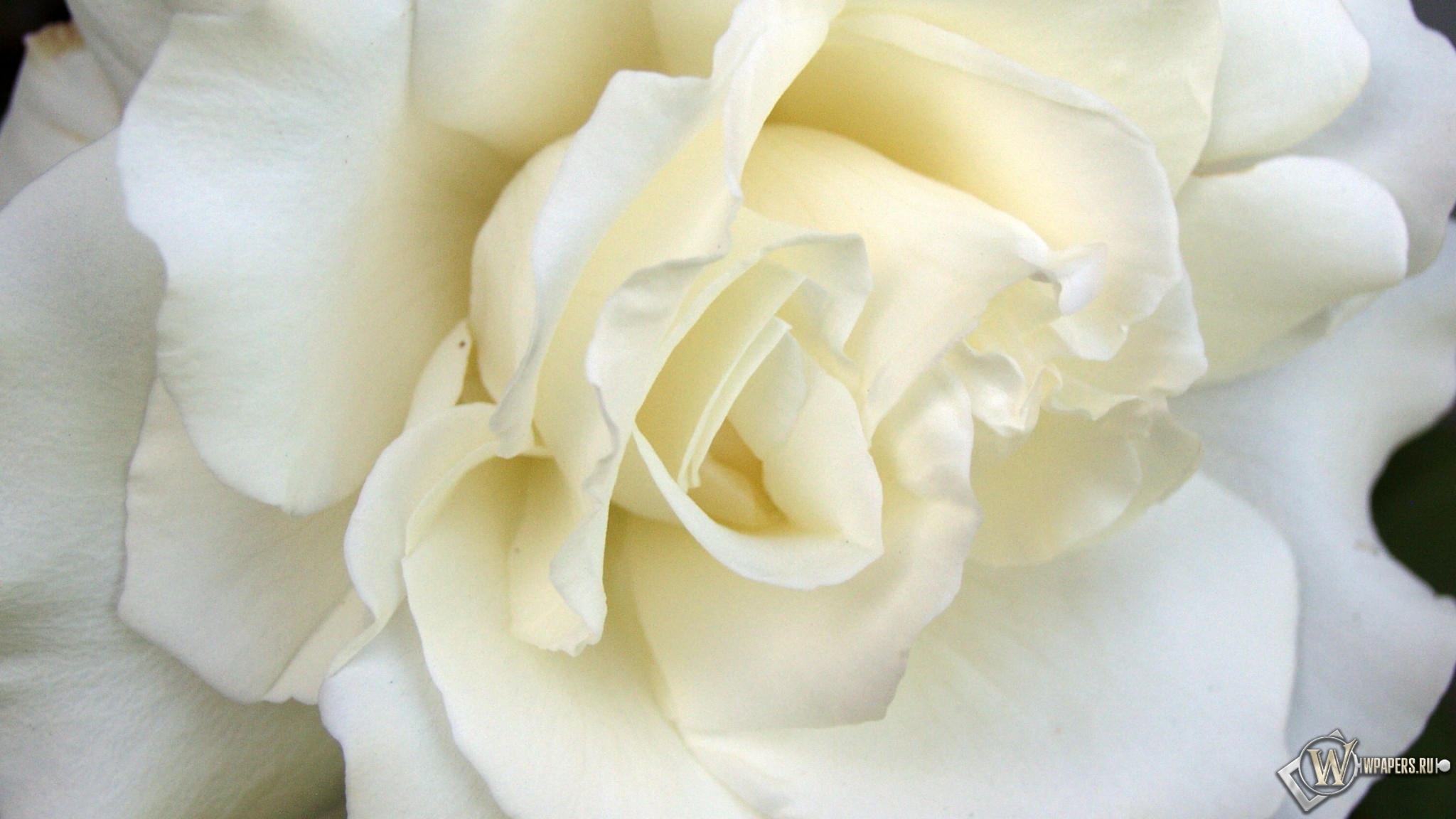 White Rose 2048x1152